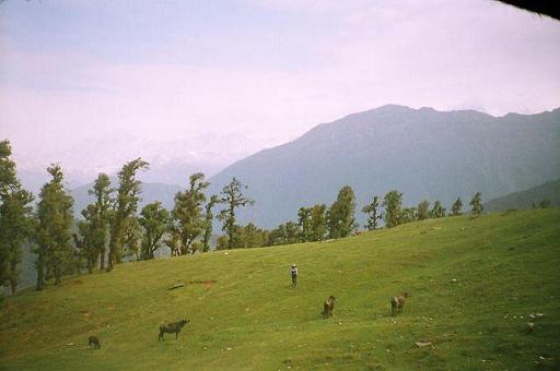 Kwani Bugyal